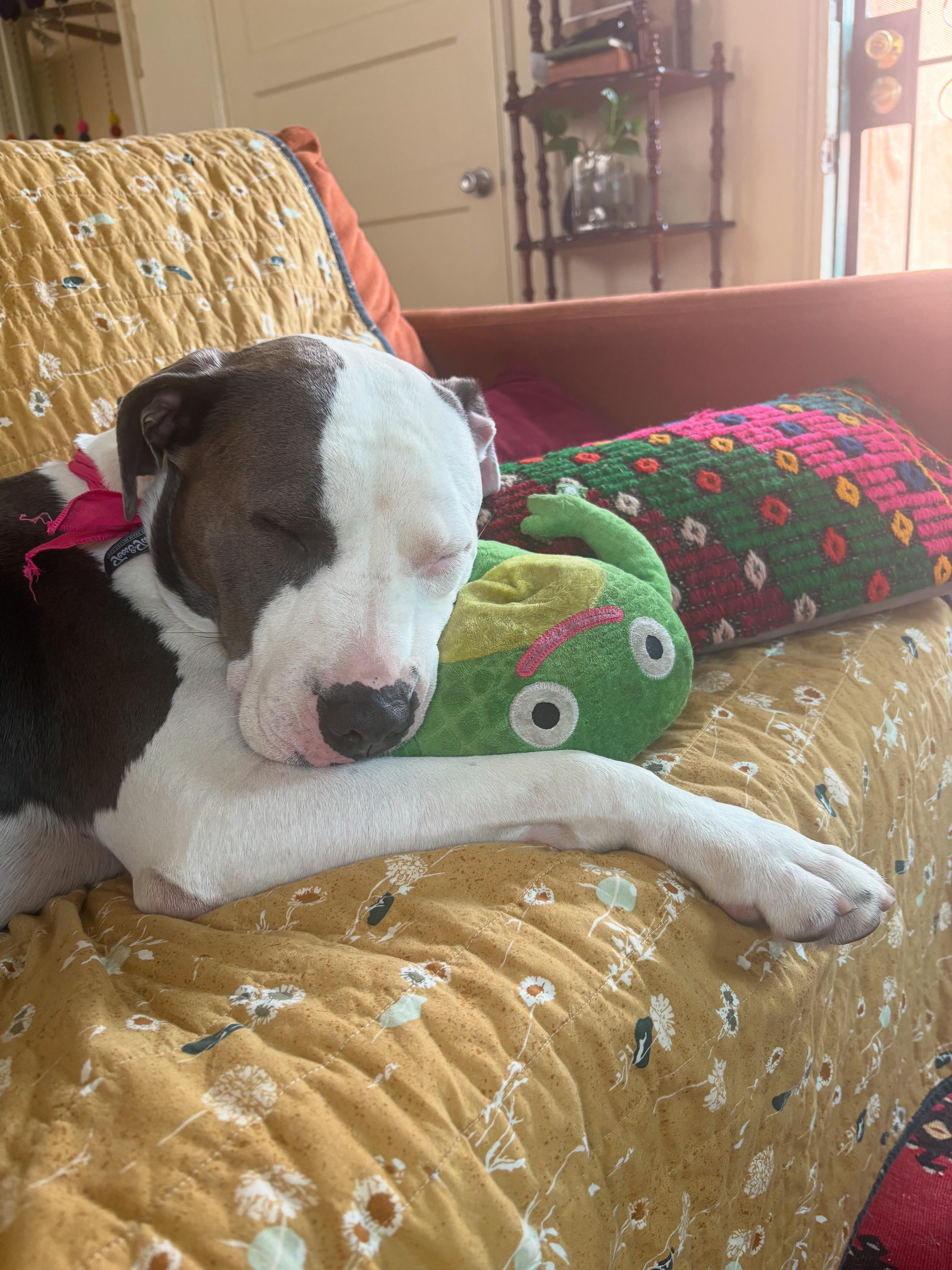 Enlarge Honey, a Adoptable mixed breed in Gridley , CA image 5/6