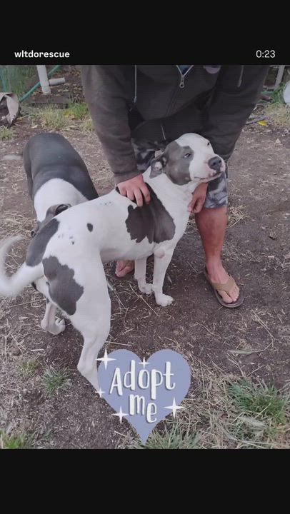 Enlarge Honey, a Adoptable mixed breed in Gridley , CA video 2/6