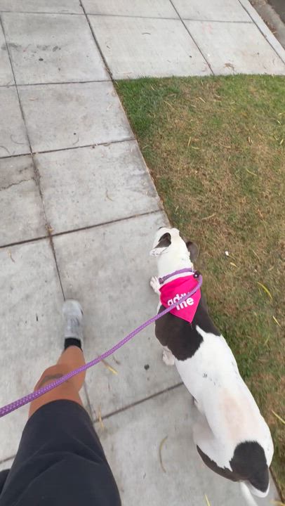 Enlarge Honey, a Adoptable mixed breed in Gridley , CA video 3/6