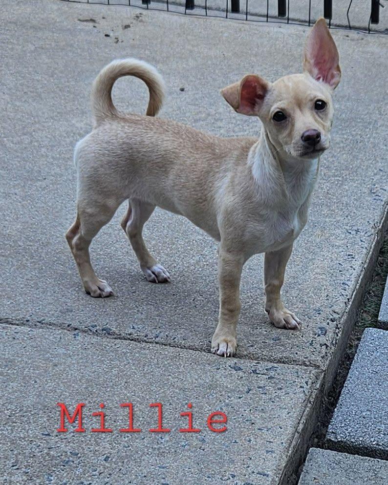 Enlarge Millie, an adopted mixed breed in Mount Pleasant, NC image 1/1