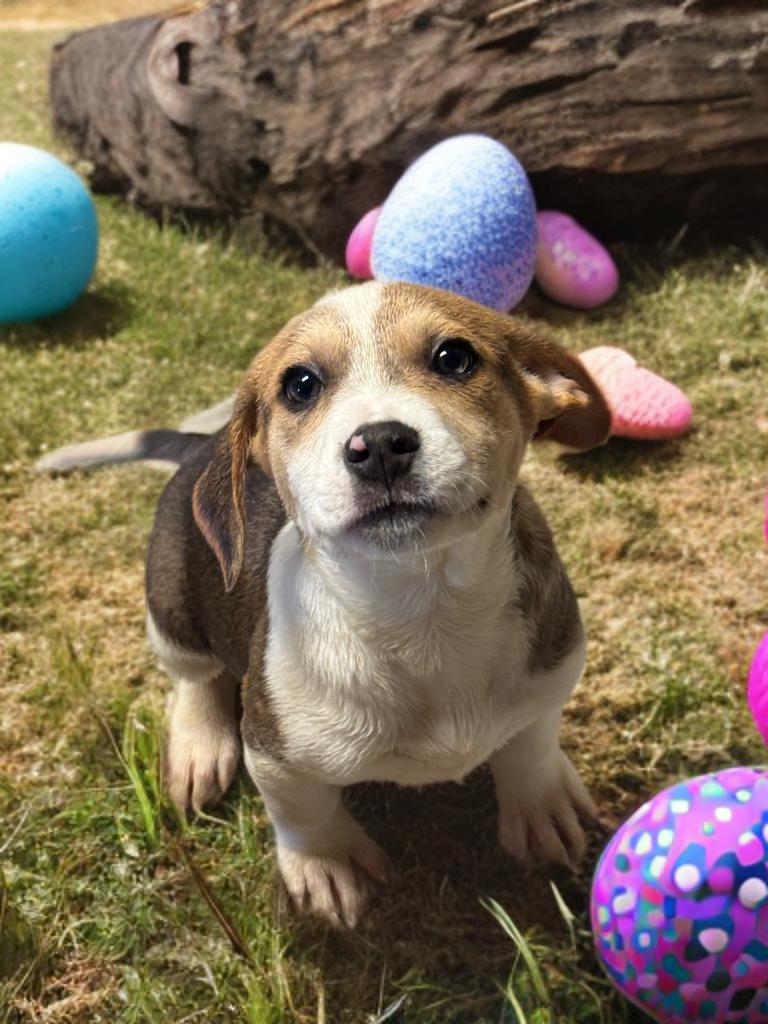 O'Malley , ADOPTABLE, Puppy Male Mixed Breed.