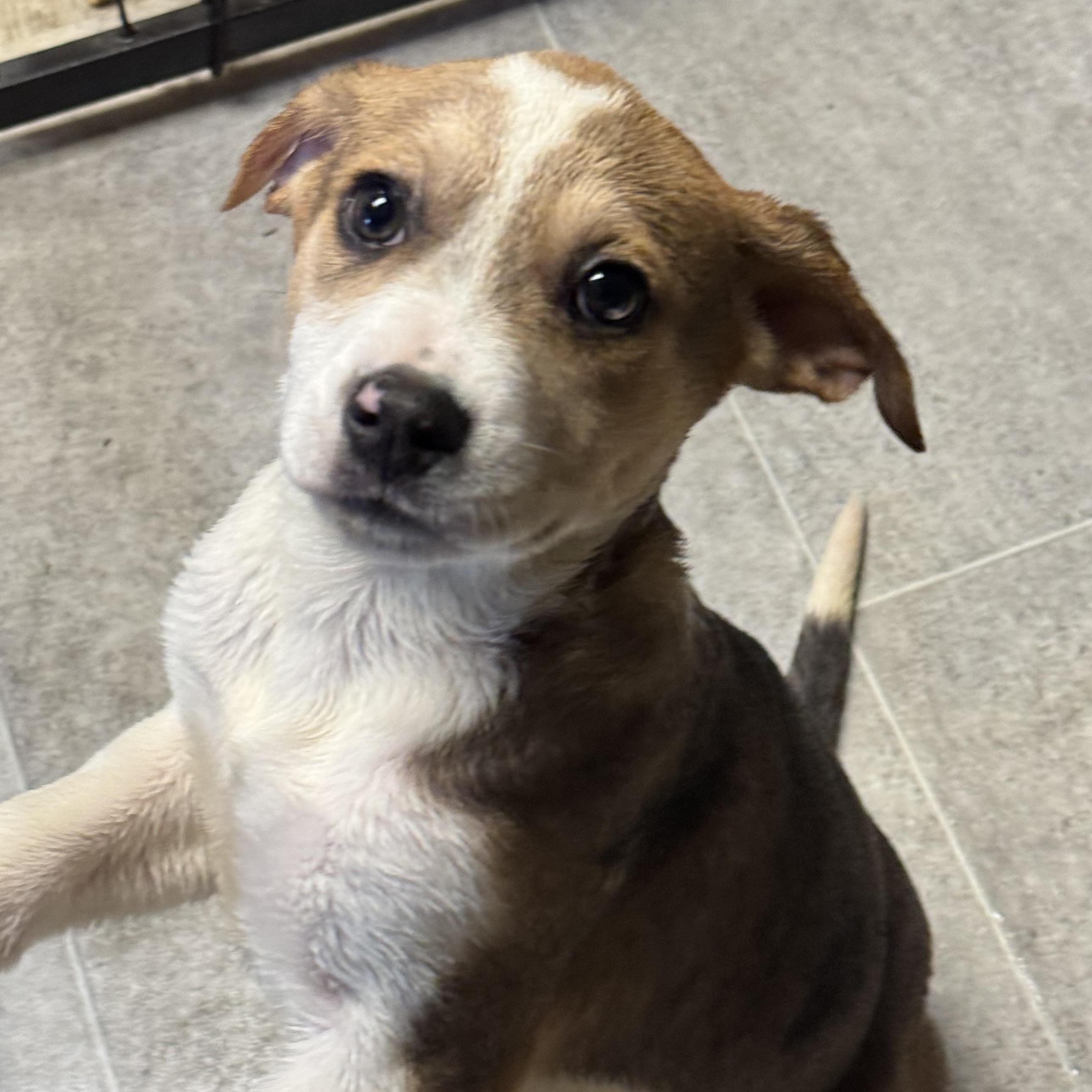 Enlarge O'Malley , a ADOPTABLE Mixed Breed in Fredericksburg, VA image 3/3