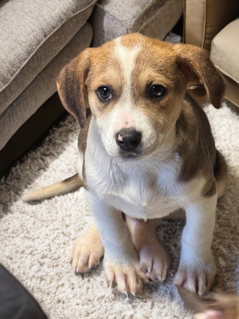 Enlarge O'Malley , a ADOPTABLE Mixed Breed in Fredericksburg, VA image 2/3