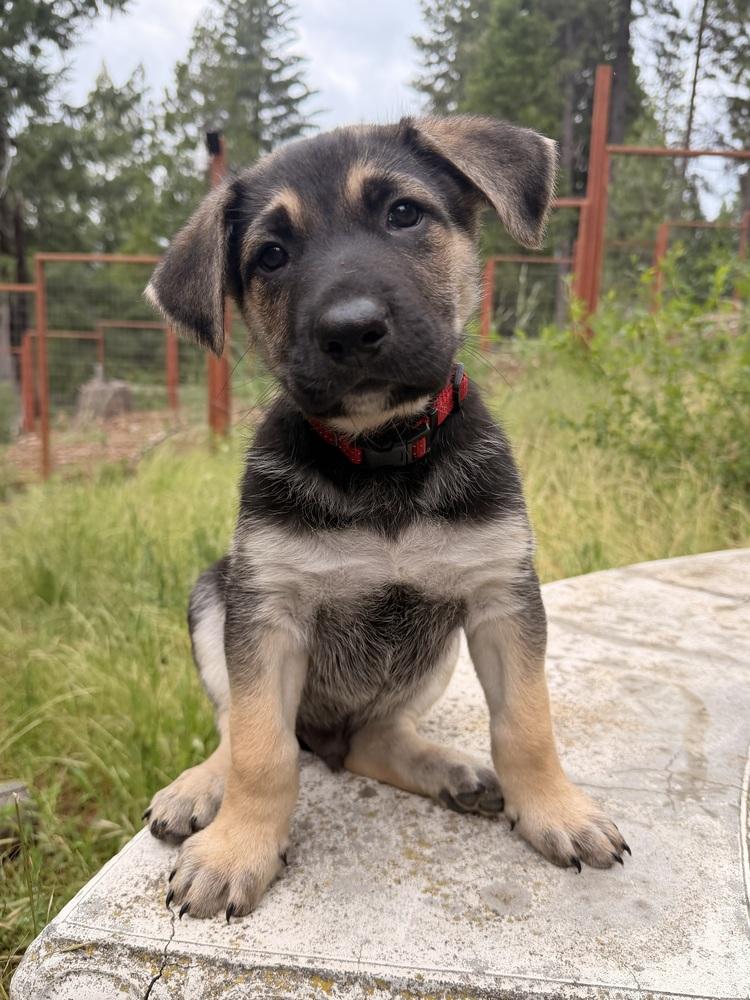 Fiyero, Adoptable, Puppy Male German Shepherd Dog.
