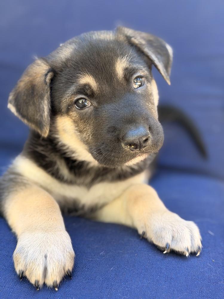Enlarge Fiyero, a Adoptable mixed breed in Pleasant Hill, CA image 2/6