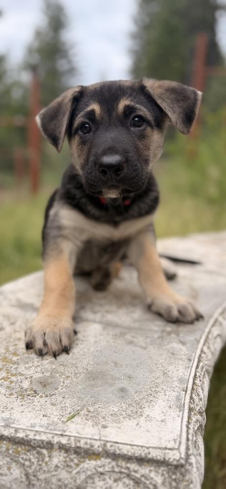 Enlarge Fiyero, a Adoptable mixed breed in Pleasant Hill, CA image 3/6