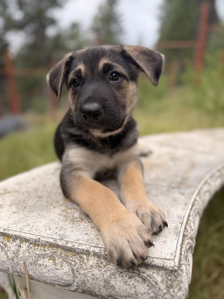 Enlarge Fiyero, a Adoptable mixed breed in Pleasant Hill, CA image 4/6