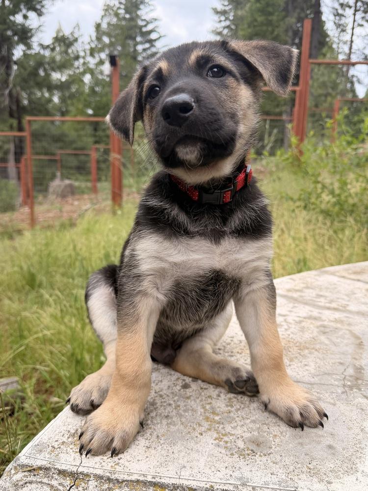 Enlarge Fiyero, a Adoptable mixed breed in Pleasant Hill, CA image 5/6