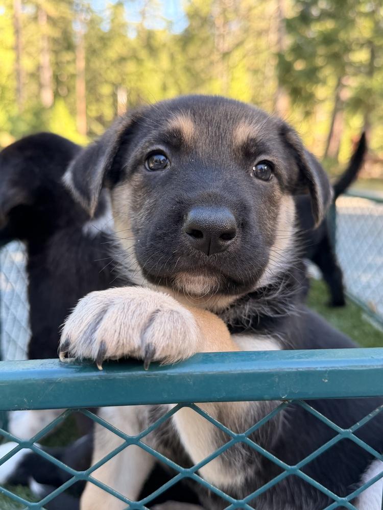 Enlarge Fiyero, a Adoptable mixed breed in Pleasant Hill, CA image 6/6
