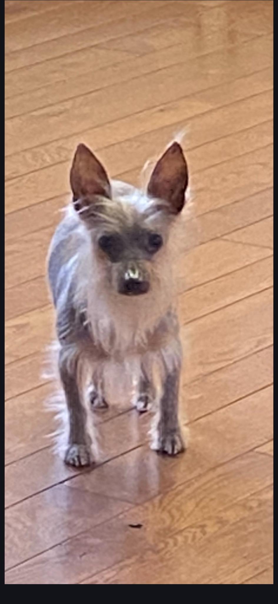 Enlarge Prince ( walking partner), an adopted Chinese Crested Dog in White Lake, MI image 5/5