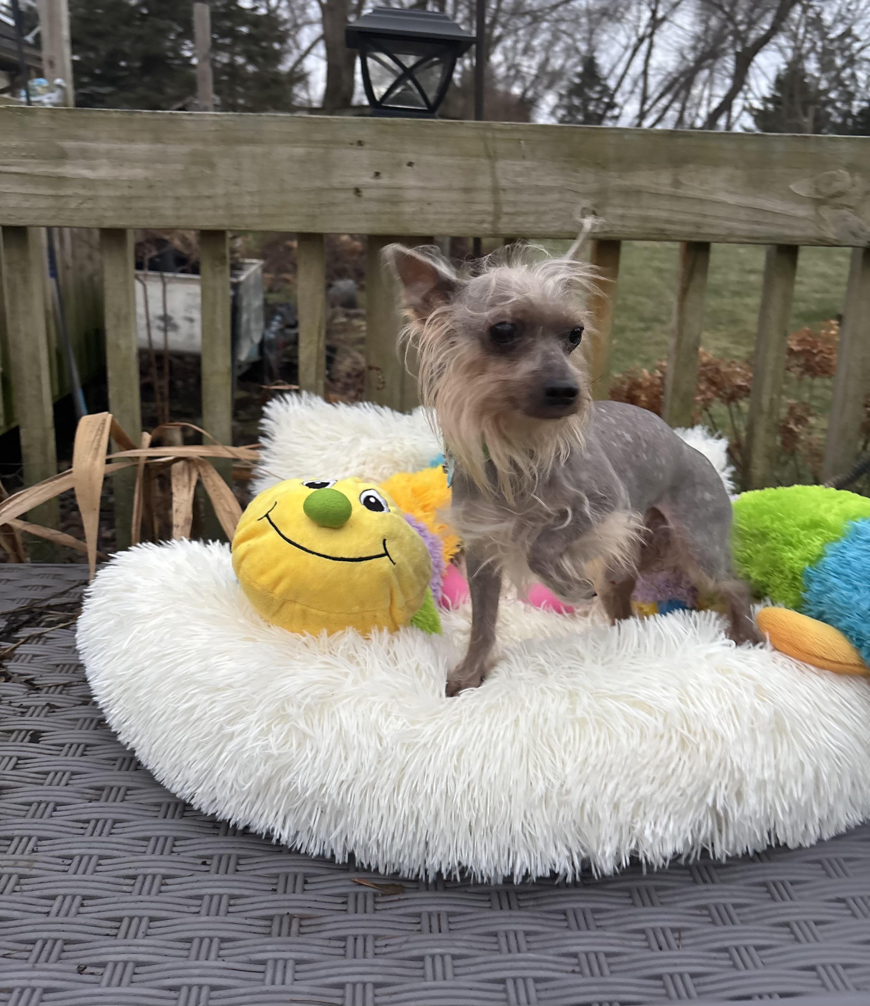 Prince ( walking partner), a ADOPTABLE Chinese Crested Dog in White Lake, MI image 4/5