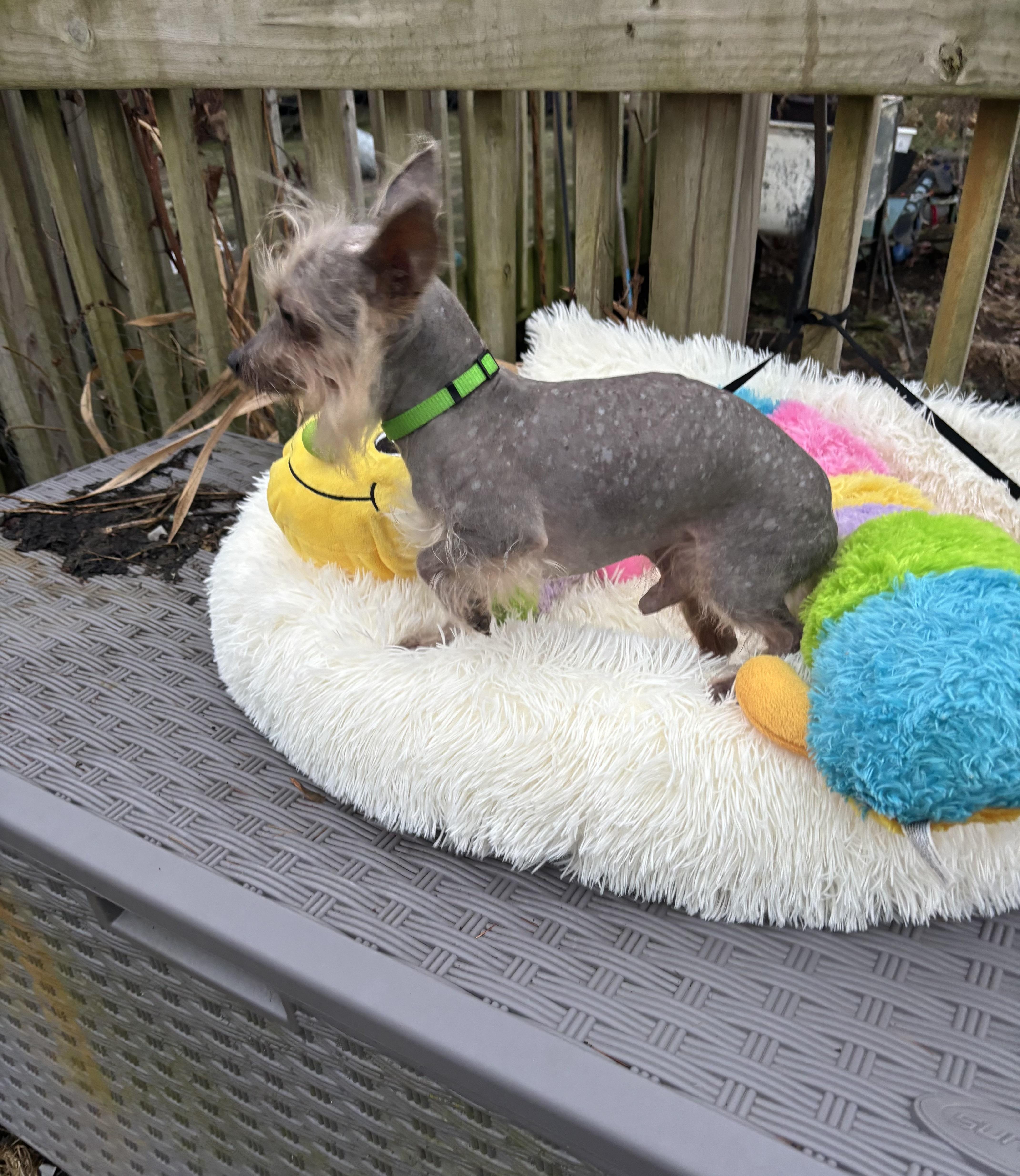 Prince ( walking partner), a ADOPTABLE Chinese Crested Dog in White Lake, MI image 2/5