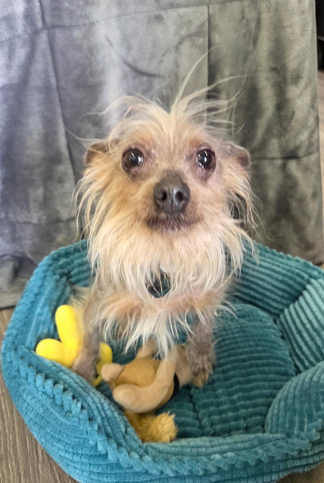 Enlarge Prince ( walking partner), an adopted Chinese Crested Dog in White Lake, MI image 1/5