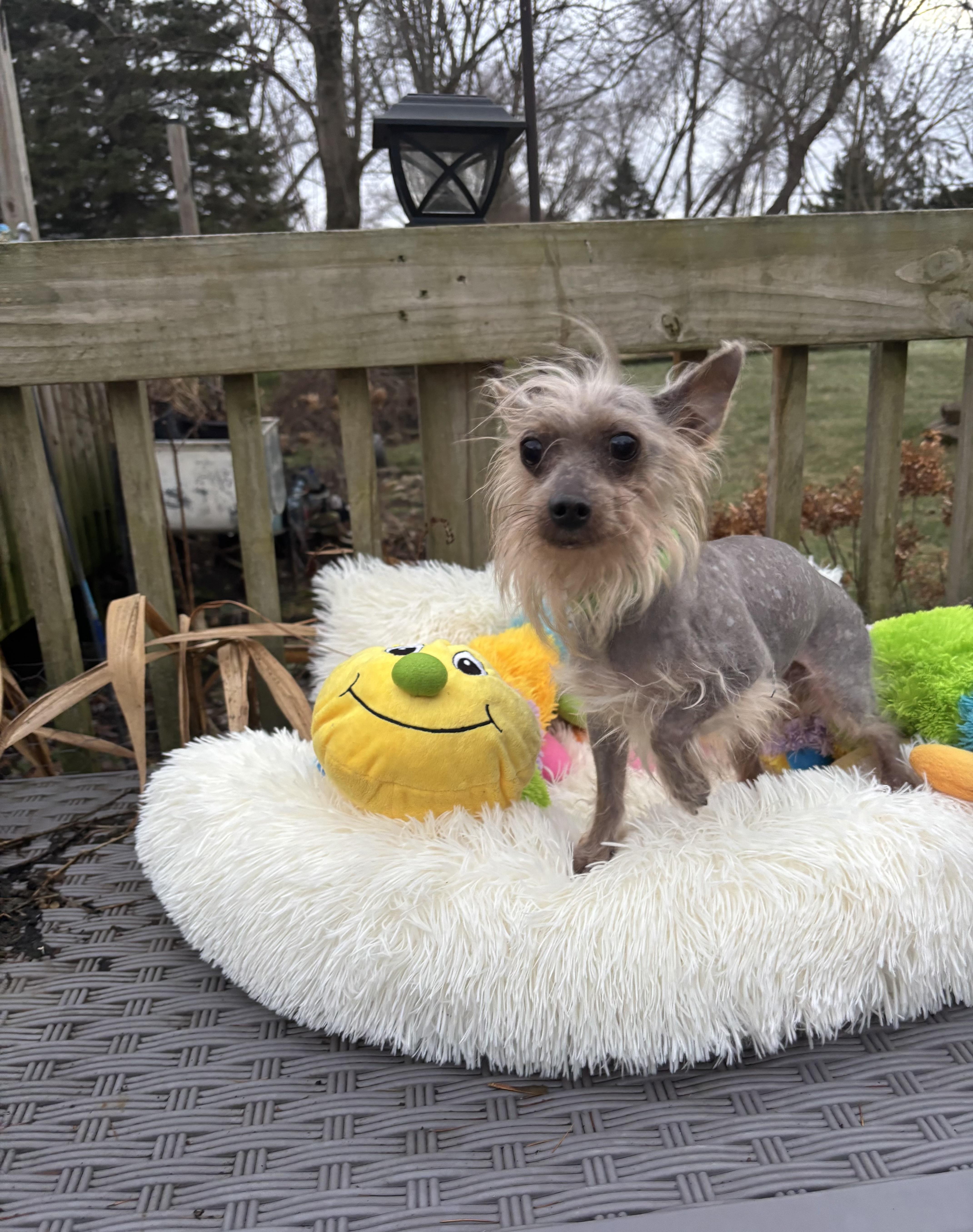 Prince ( walking partner), ADOPTABLE, Adult Male Chinese Crested Dog.