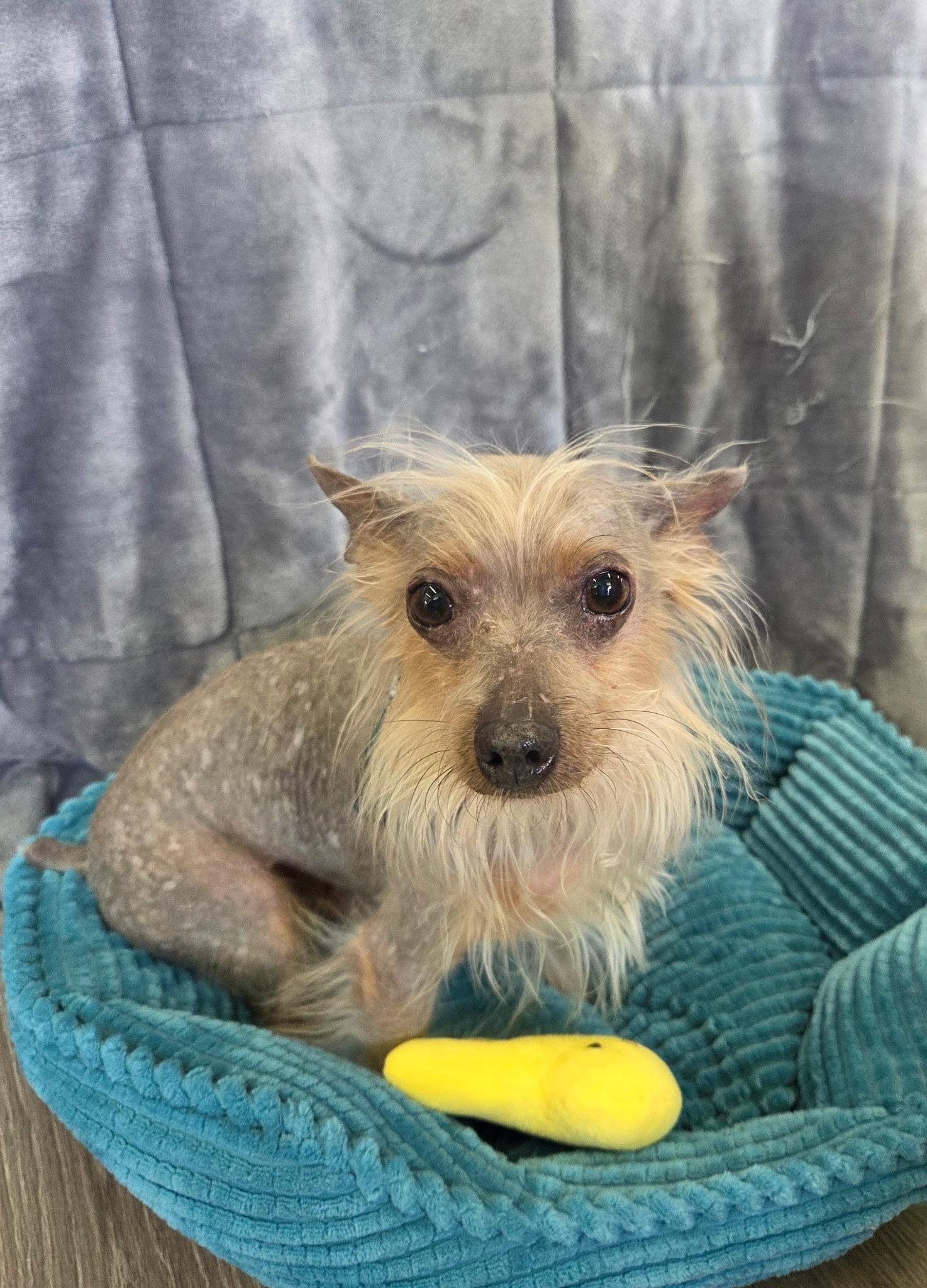 Enlarge Prince ( walking partner), an adopted Chinese Crested Dog in White Lake, MI image 4/5