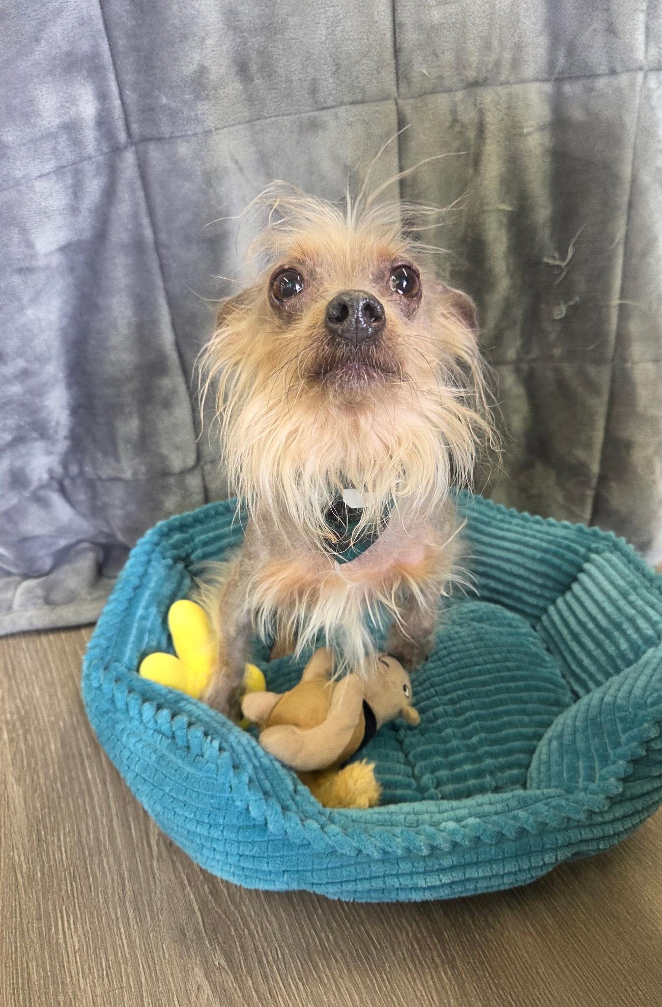 Enlarge Prince ( walking partner), an adopted Chinese Crested Dog in White Lake, MI image 3/5