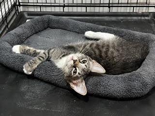 Aurora—A Sparkly Personality Sure to Light Your Day, a Adoptable Tabby in Laurel, MD image 5/5