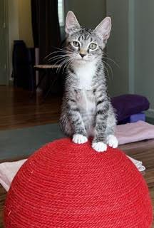 Aurora—A Sparkly Personality Sure to Light Your Day, a Adoptable Tabby in Laurel, MD image 4/5