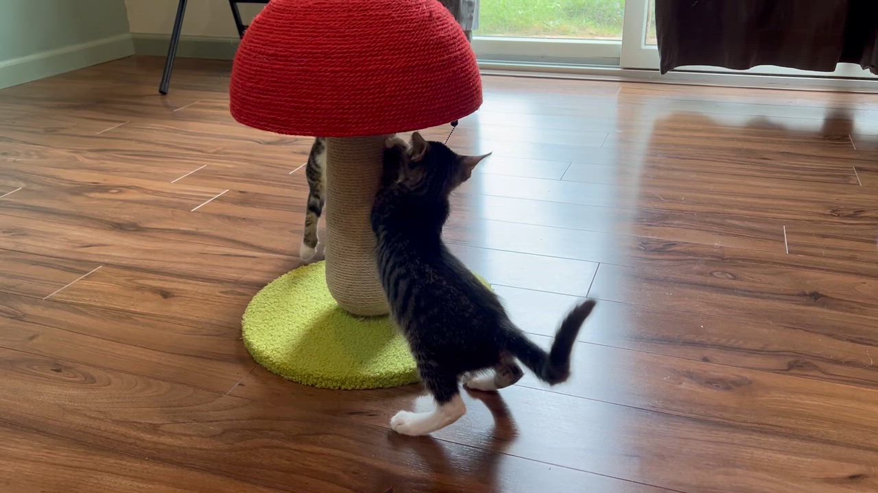 Enlarge Aurora—A Sparkly Personality Sure to Light Your Day, a Adoptable Tabby in Laurel, MD video 2/5