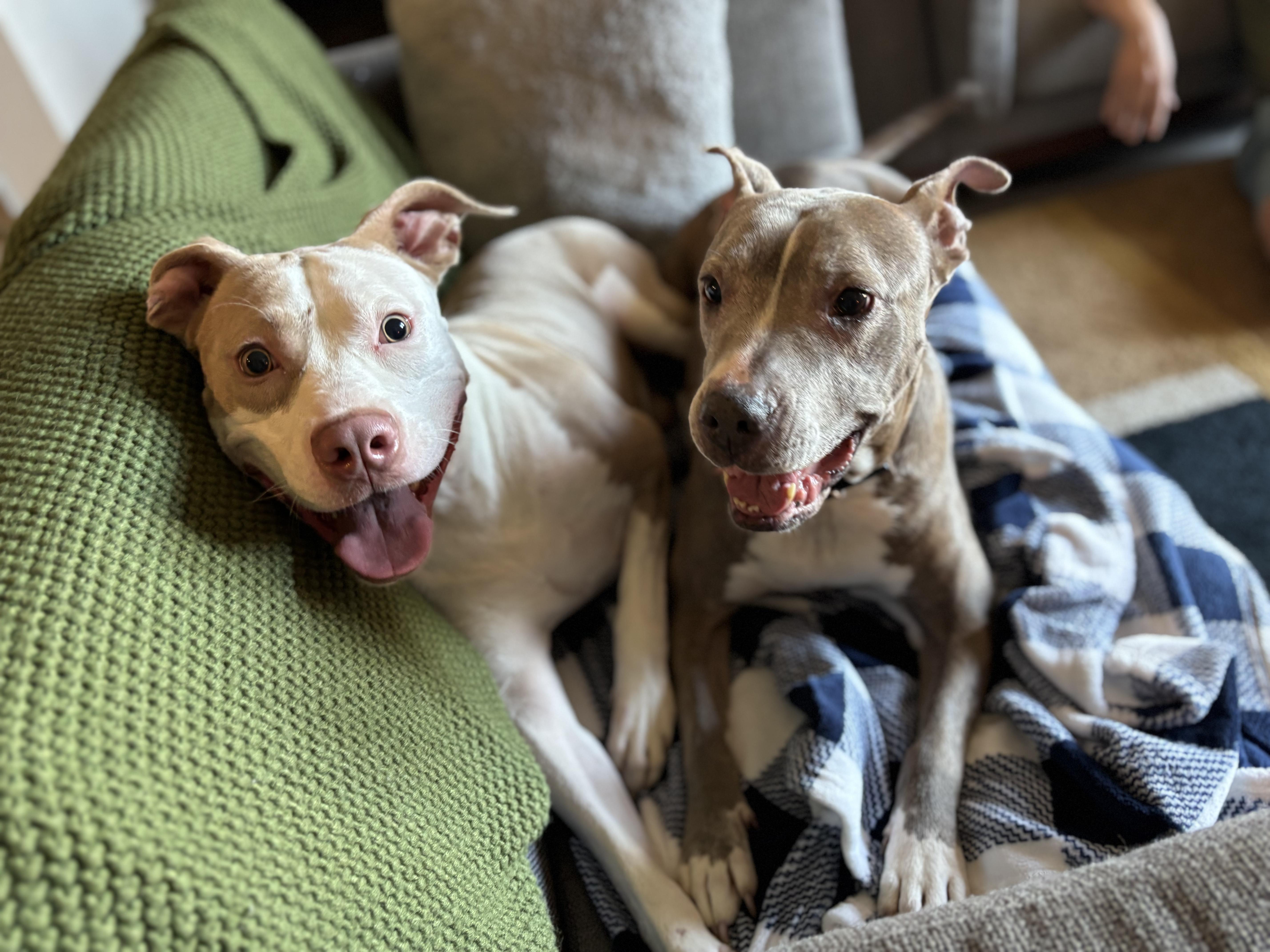 Enlarge Jenny, a Adoptable Pit Bull Terrier in Fort Worth, TX image 3/6