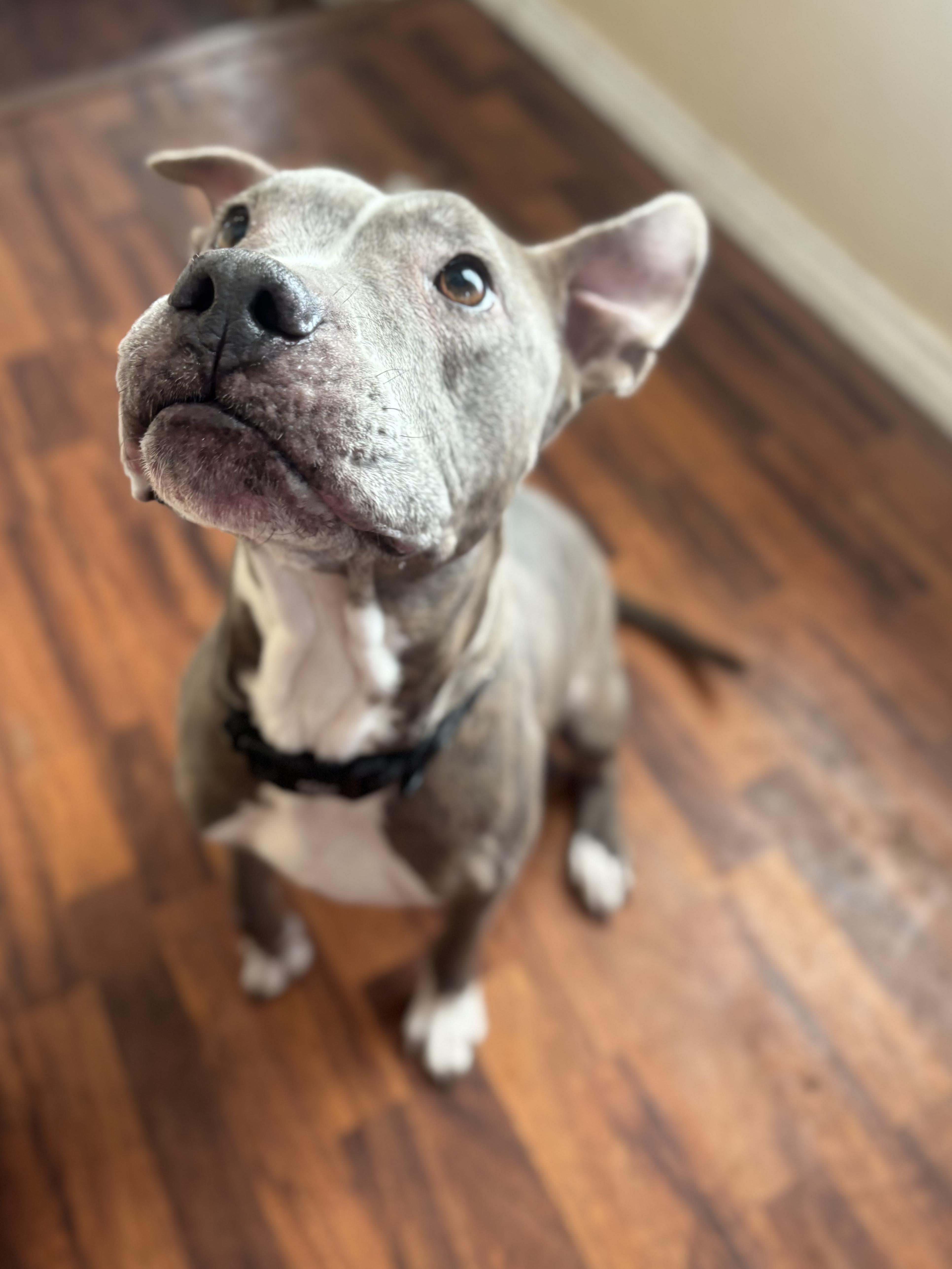 Enlarge Jenny, a Adoptable Pit Bull Terrier in Fort Worth, TX image 5/6