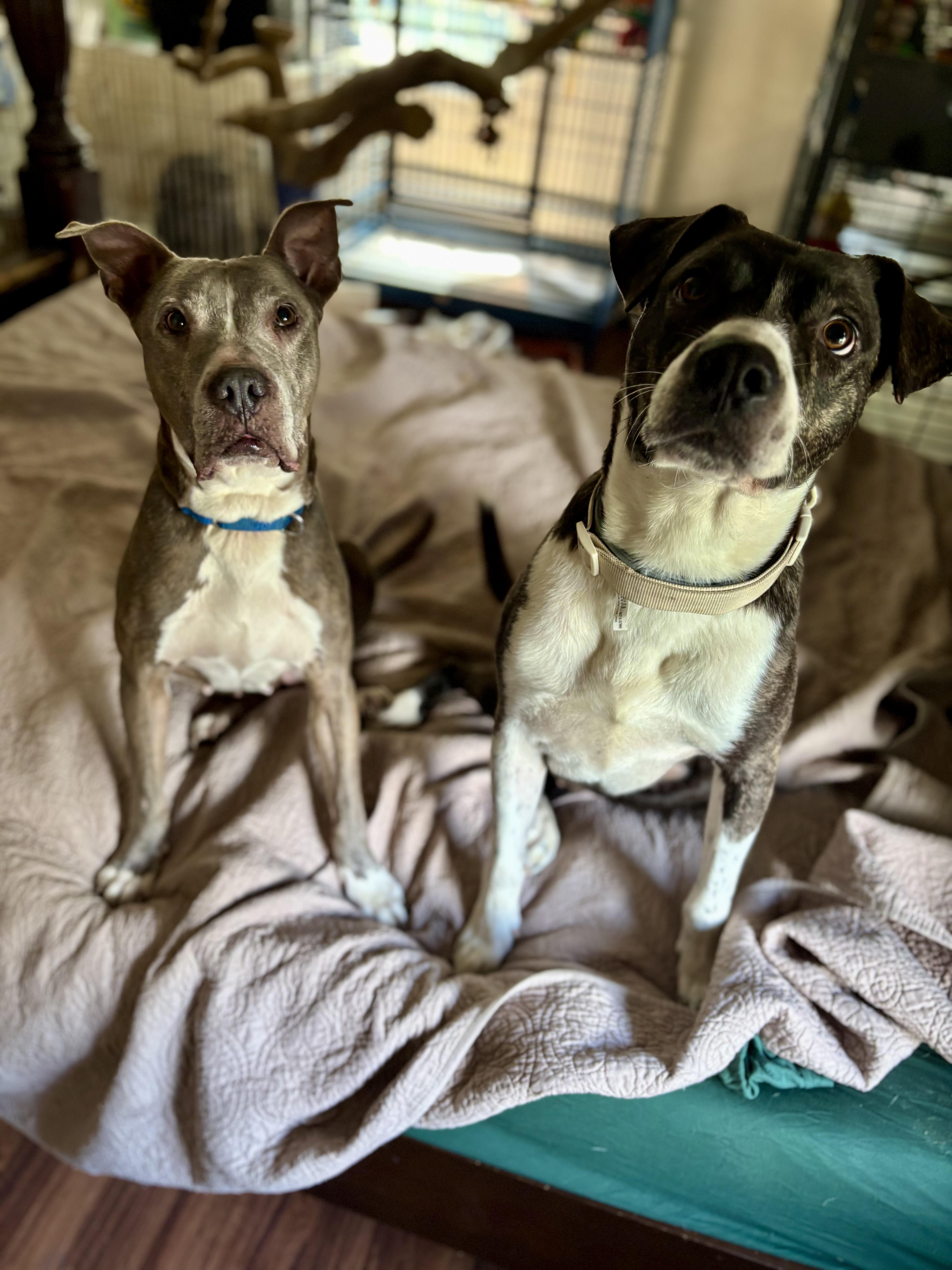 Enlarge Jenny, a Adoptable Pit Bull Terrier in Fort Worth, TX image 6/6