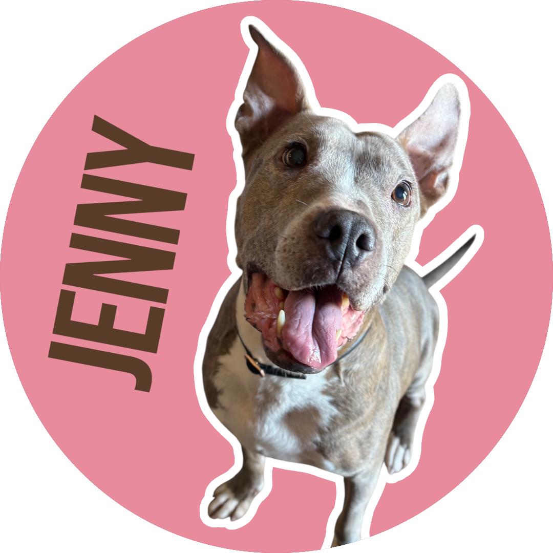 Enlarge Jenny, a Adoptable Pit Bull Terrier in Fort Worth, TX image 1/6
