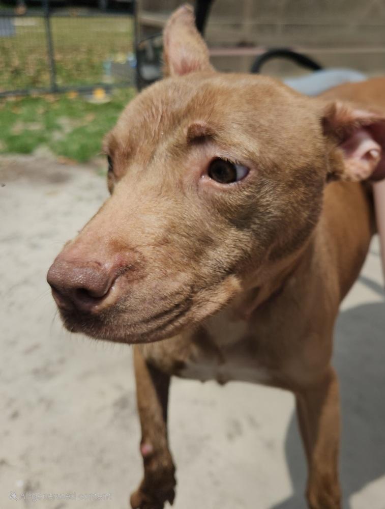 Harley, a Adoptable mixed breed in Ridgeland, SC image 1/2