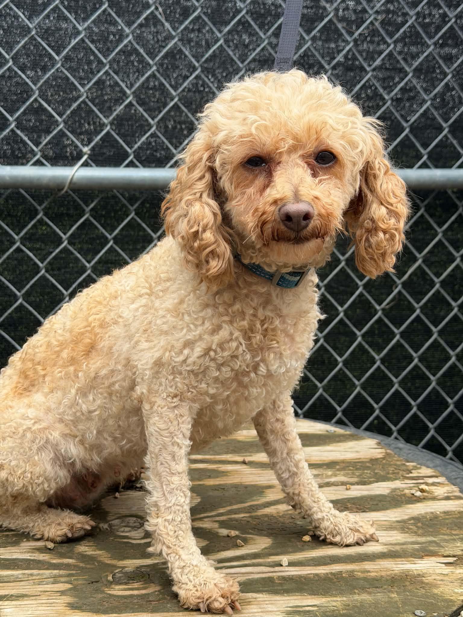 Enlarge Pecan, a Adoptable Poodle in Mukwonago, WI image 1/3