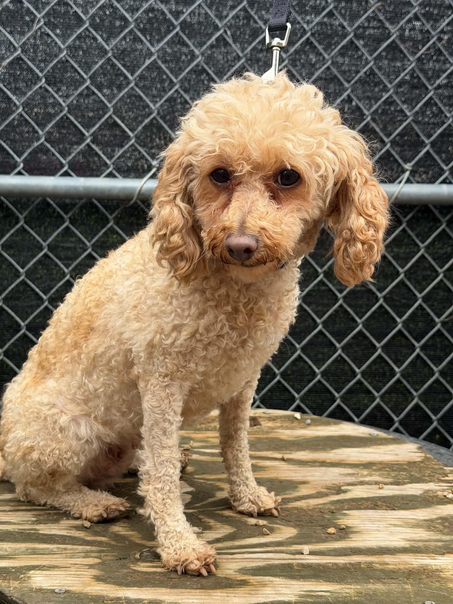 Enlarge Pecan, a Adoptable Poodle in Mukwonago, WI image 2/3