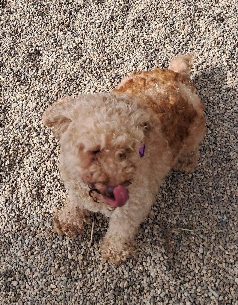Pecan, Adoptable, Adult Female Poodle.
