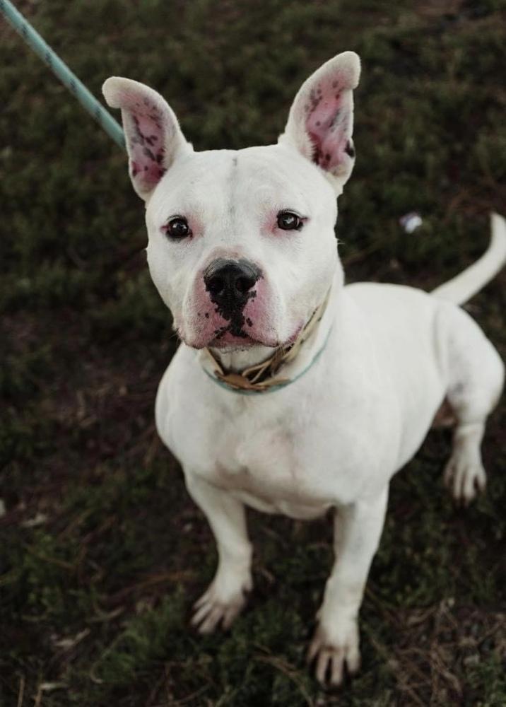 Enlarge Olivia, a Adoptable mixed breed in Fort Madison, IA image 1/2