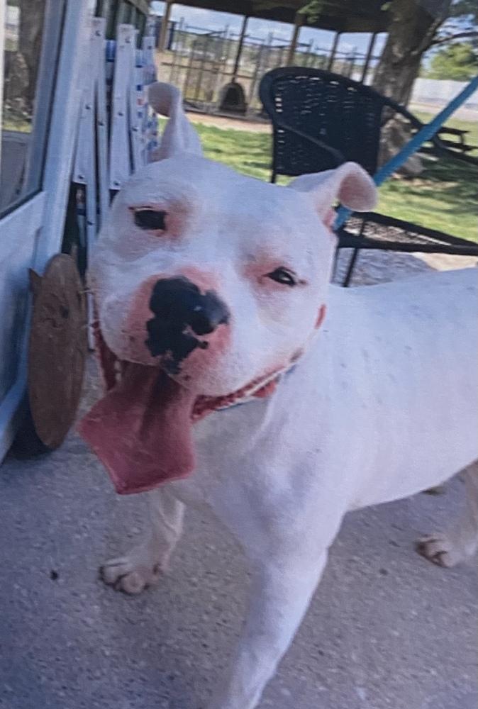 Enlarge Olivia, a Adoptable mixed breed in Fort Madison, IA image 2/2