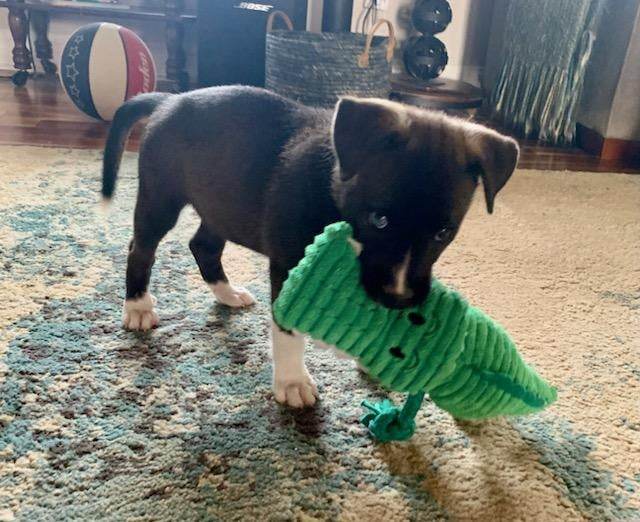 Shadow, Adopted, Puppy Female Black Labrador Retriever.