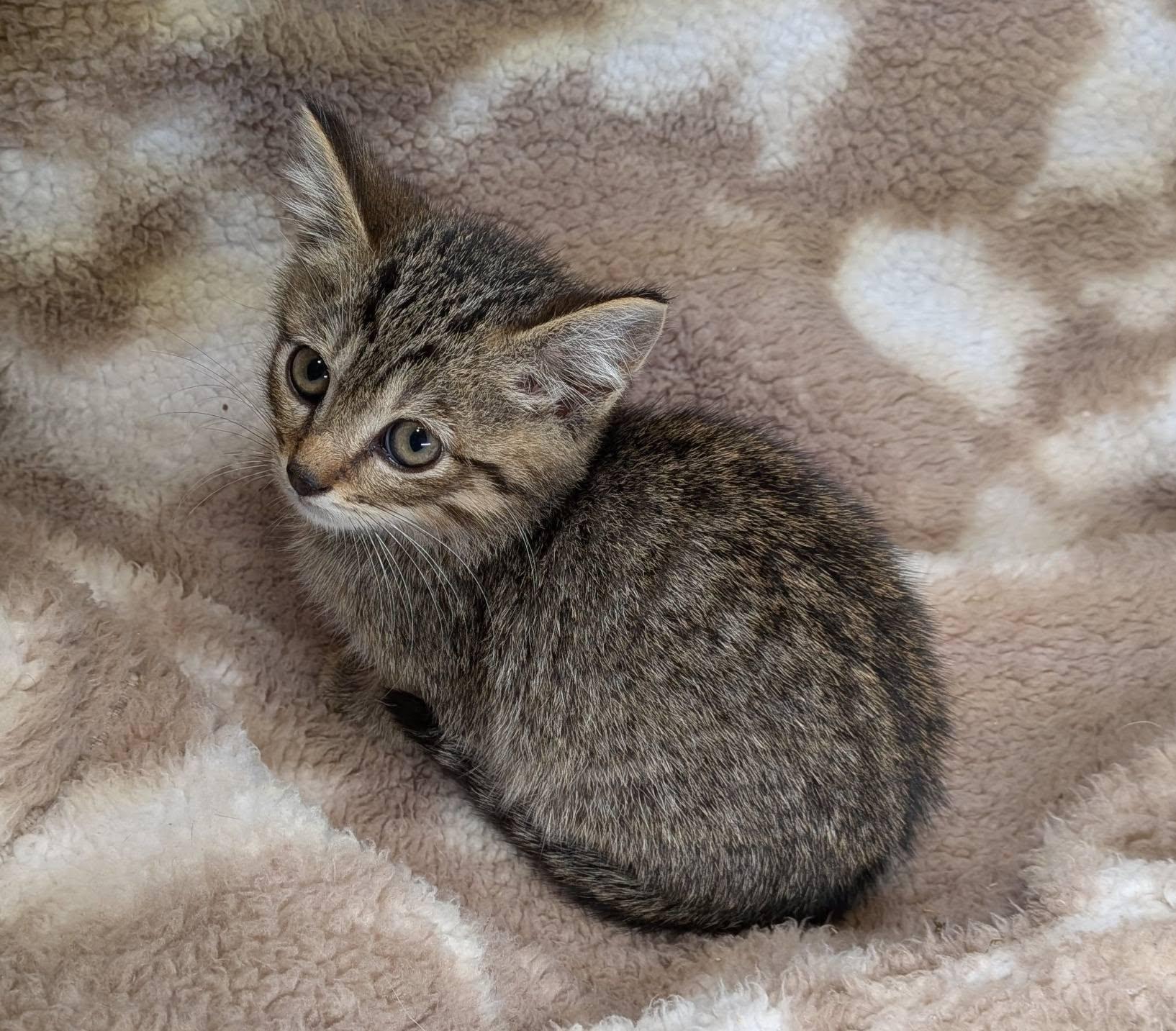 Crawdad, ADOPTABLE, Kitten Male Tabby.