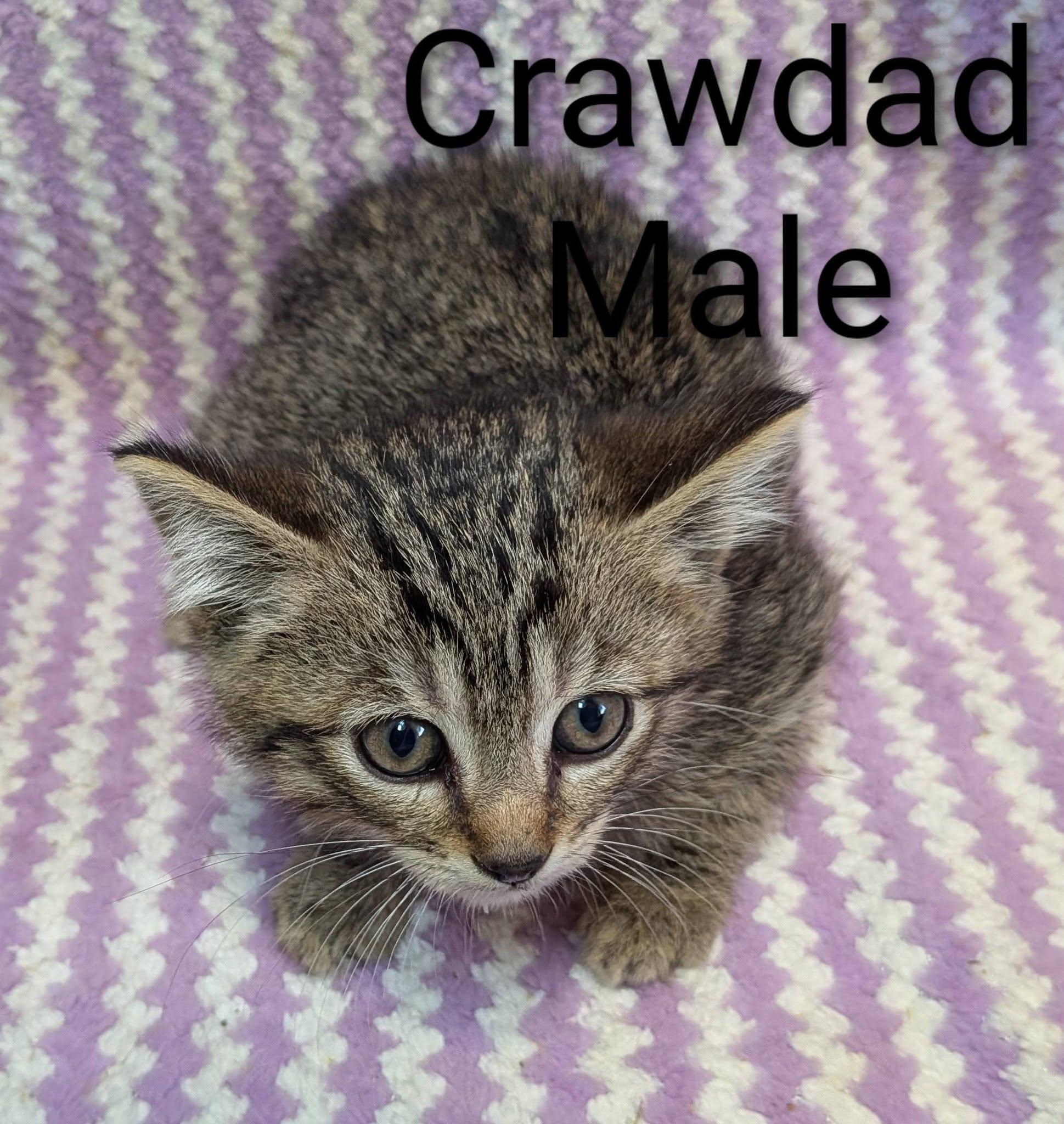 Enlarge Crawdad, a ADOPTABLE Tabby in Clarksville, TN image 2/2