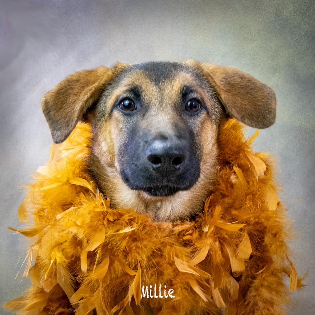 Millie, Adoptable, Young Female Shepherd.