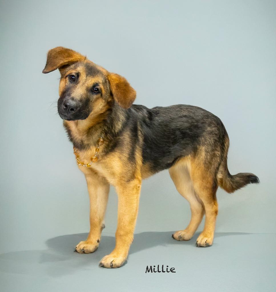 Enlarge Millie, a Adoptable mixed breed in Hot Springs Village, AR image 2/2