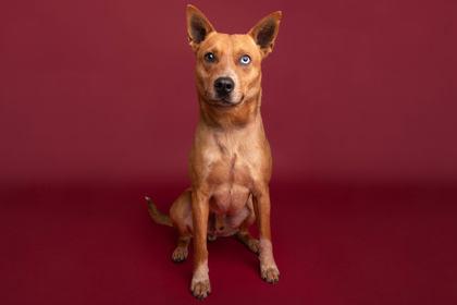 Jalapeńo Popper, Adoptable, Adult Male Carolina Dog & Cattle Dog.