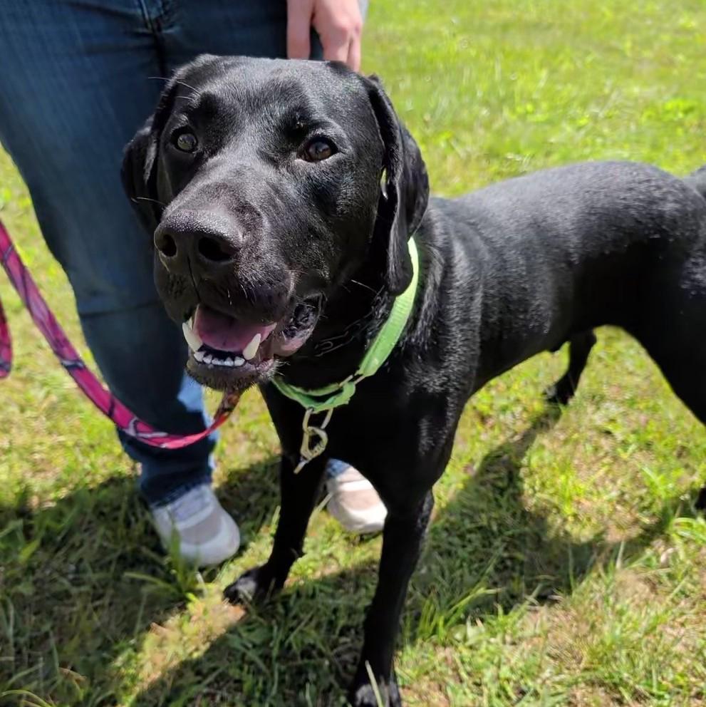 Scout, a ADOPTABLE mixed breed in Accident, MD image 6/6