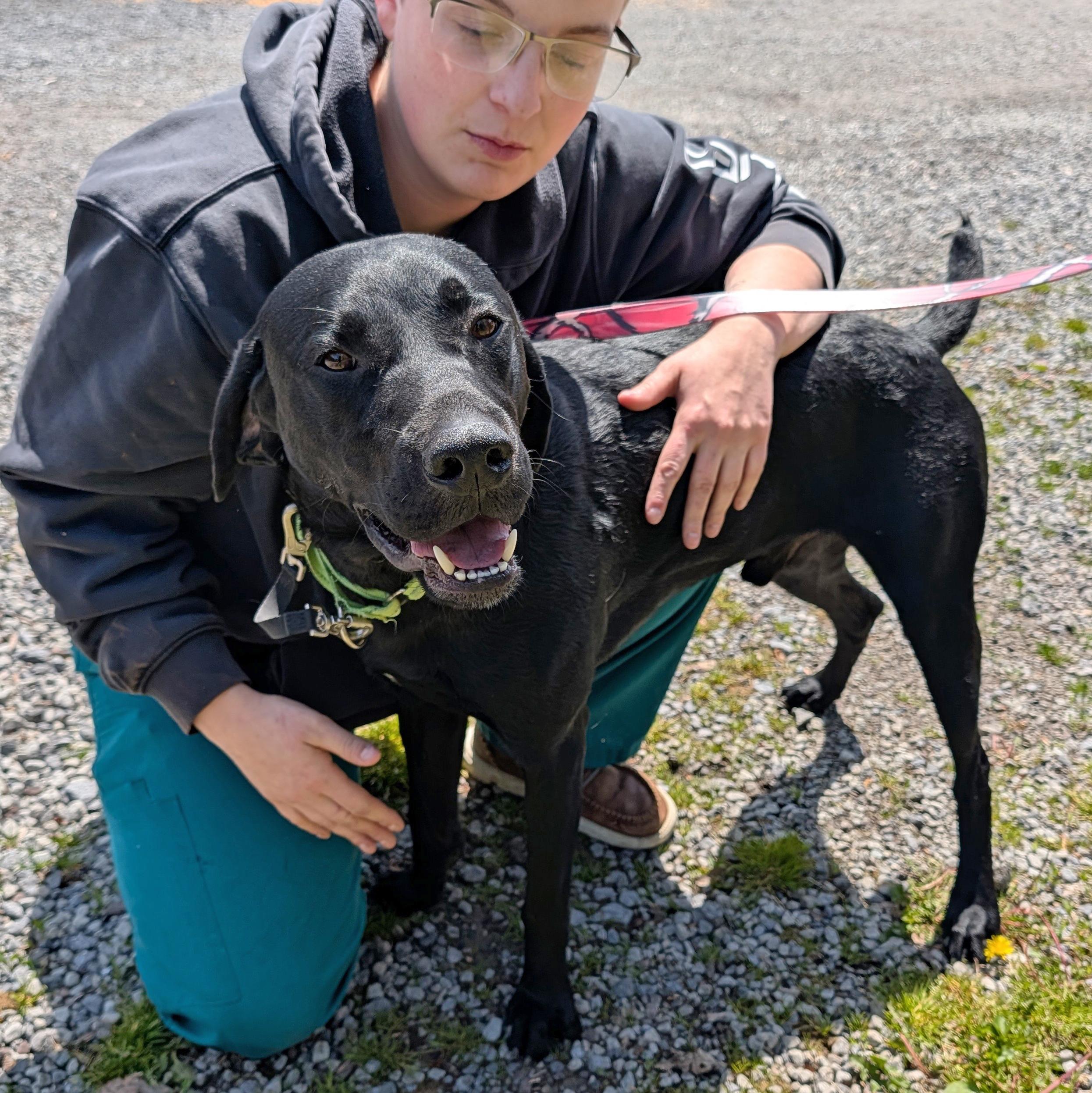Scout, a ADOPTABLE mixed breed in Accident, MD image 3/6