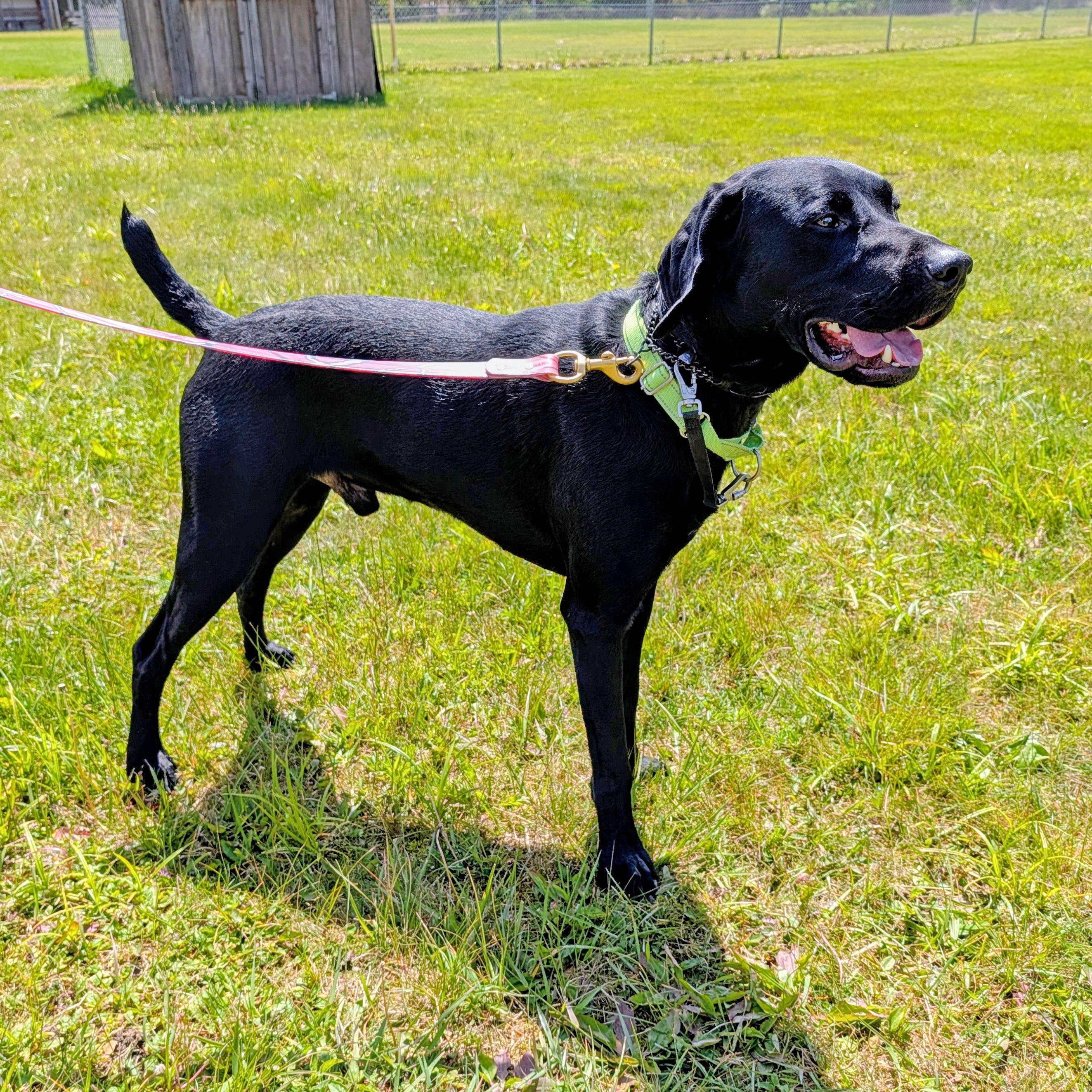 Scout, a ADOPTABLE mixed breed in Accident, MD image 4/6