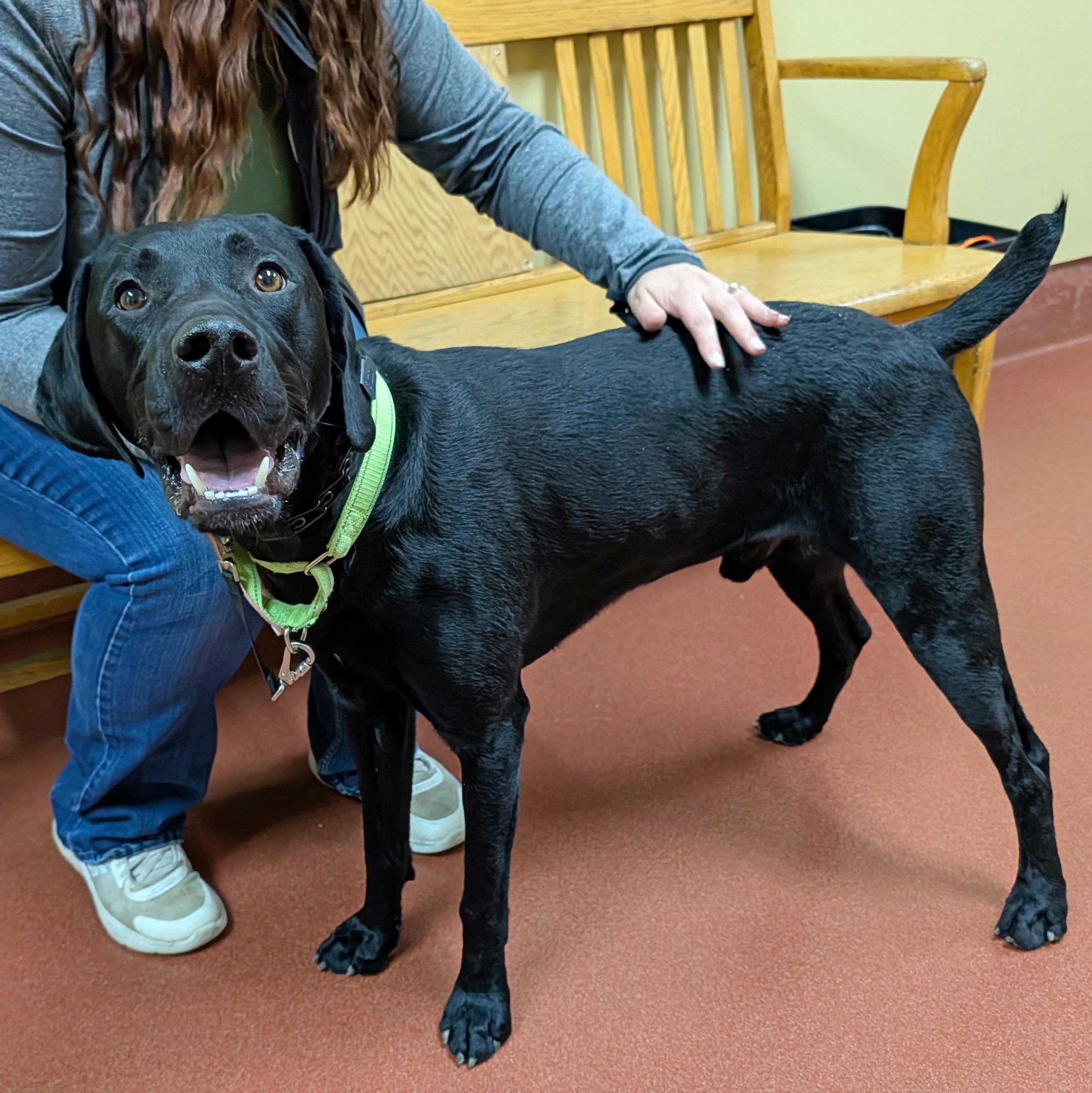 Scout, a ADOPTABLE mixed breed in Accident, MD image 2/6