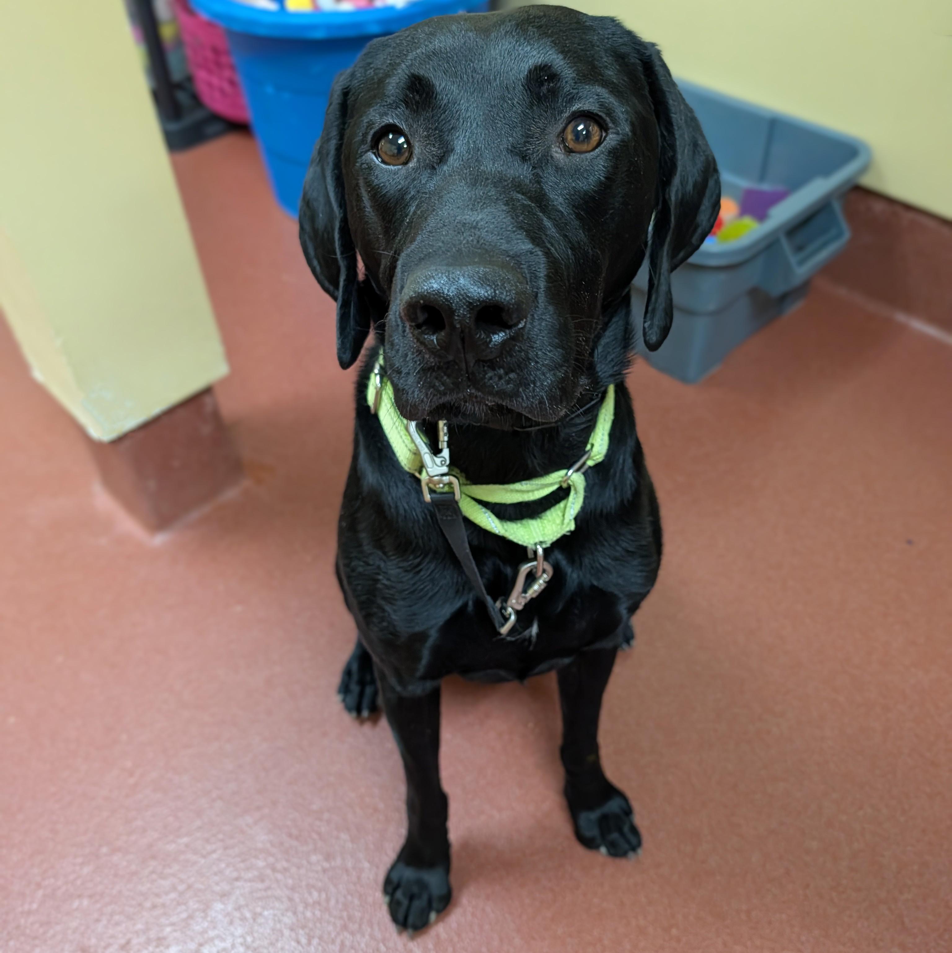 Scout, a ADOPTABLE mixed breed in Accident, MD image 1/6