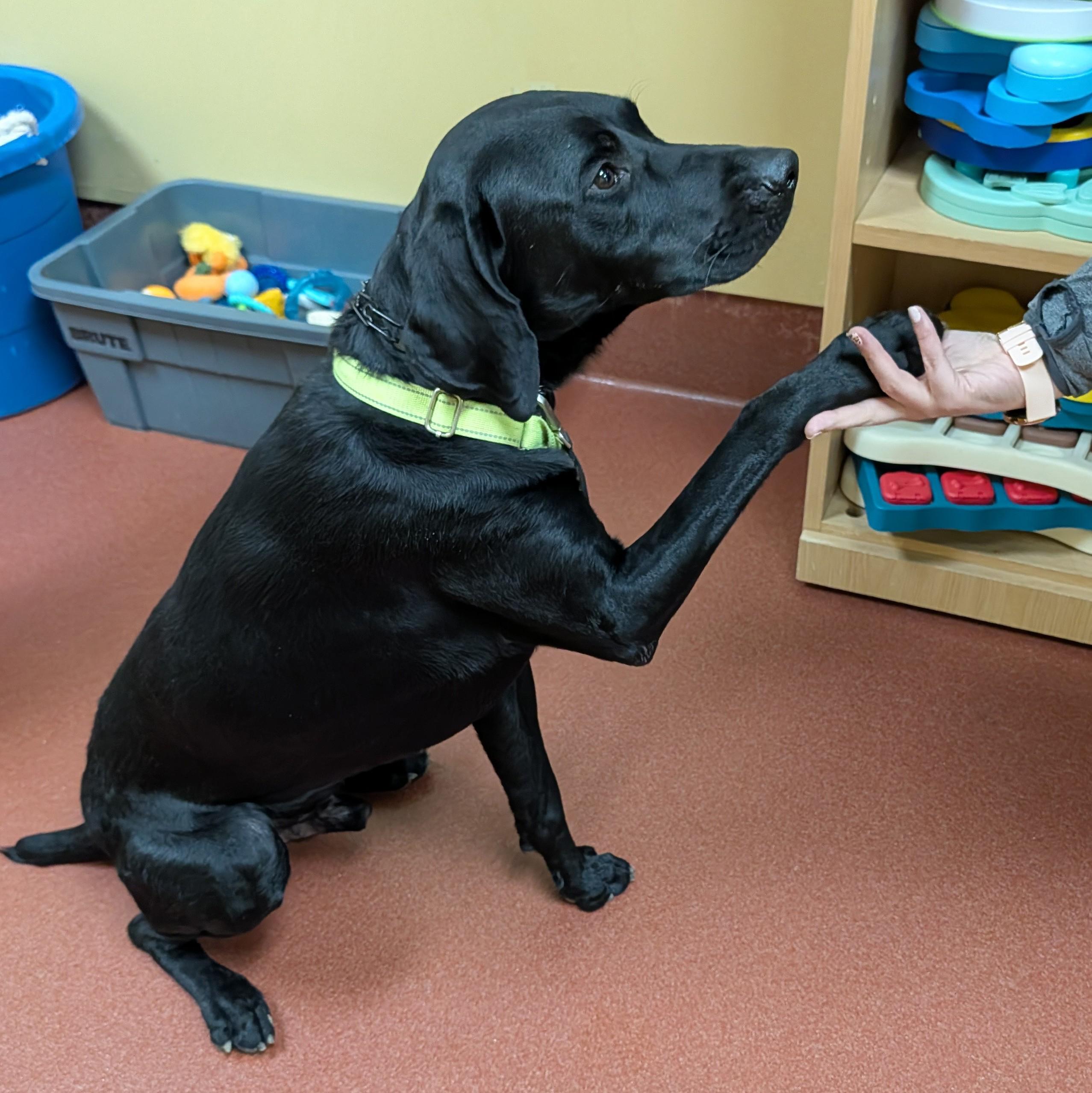 Scout, a ADOPTABLE mixed breed in Accident, MD image 5/6