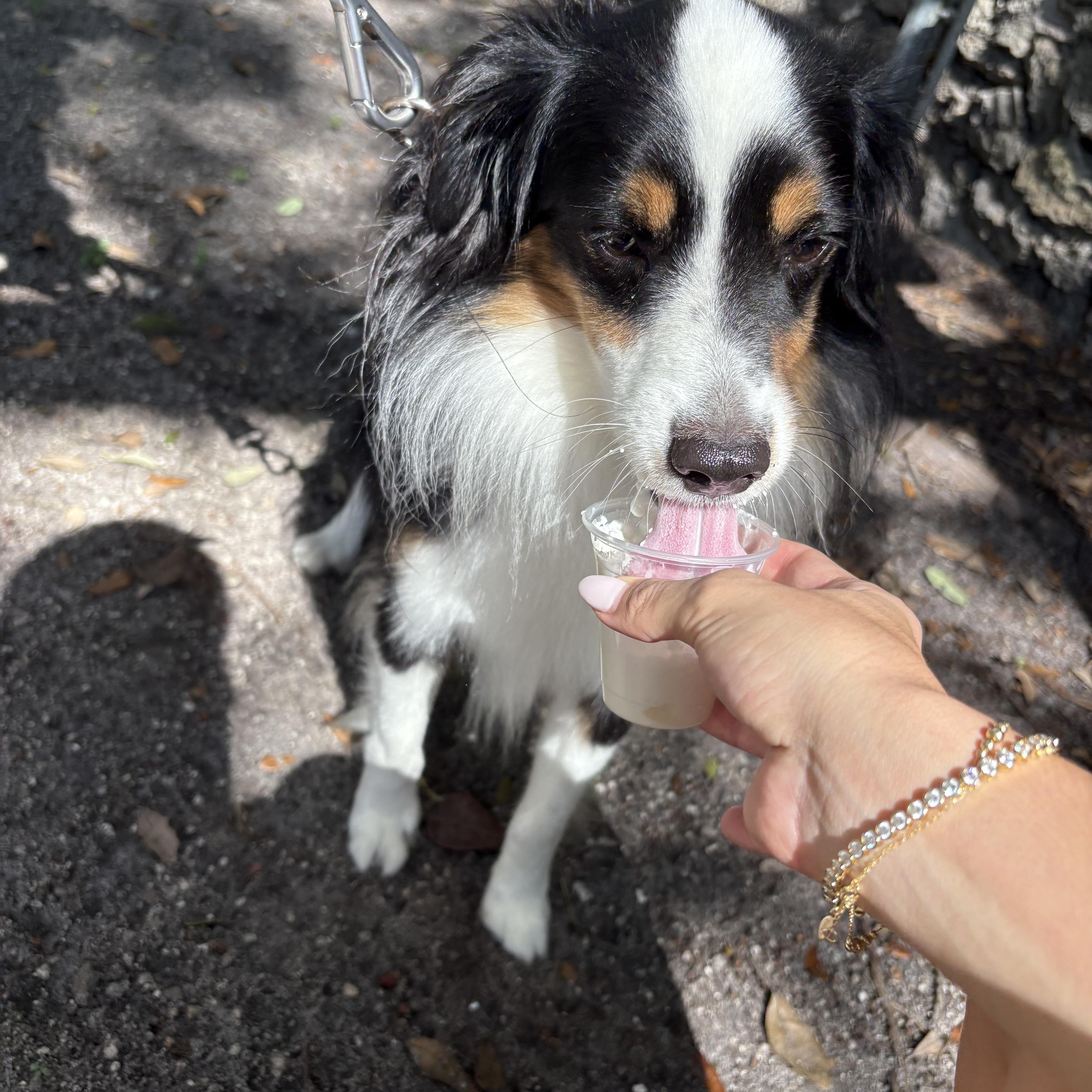 Hopper - TRAINED DOG, Adoptable, Adult Male Australian Shepherd.