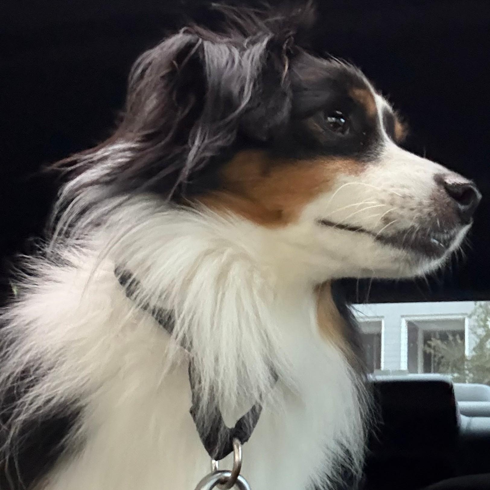 Hopper - TRAINED DOG, Adoptable, Adult Male Australian Shepherd.