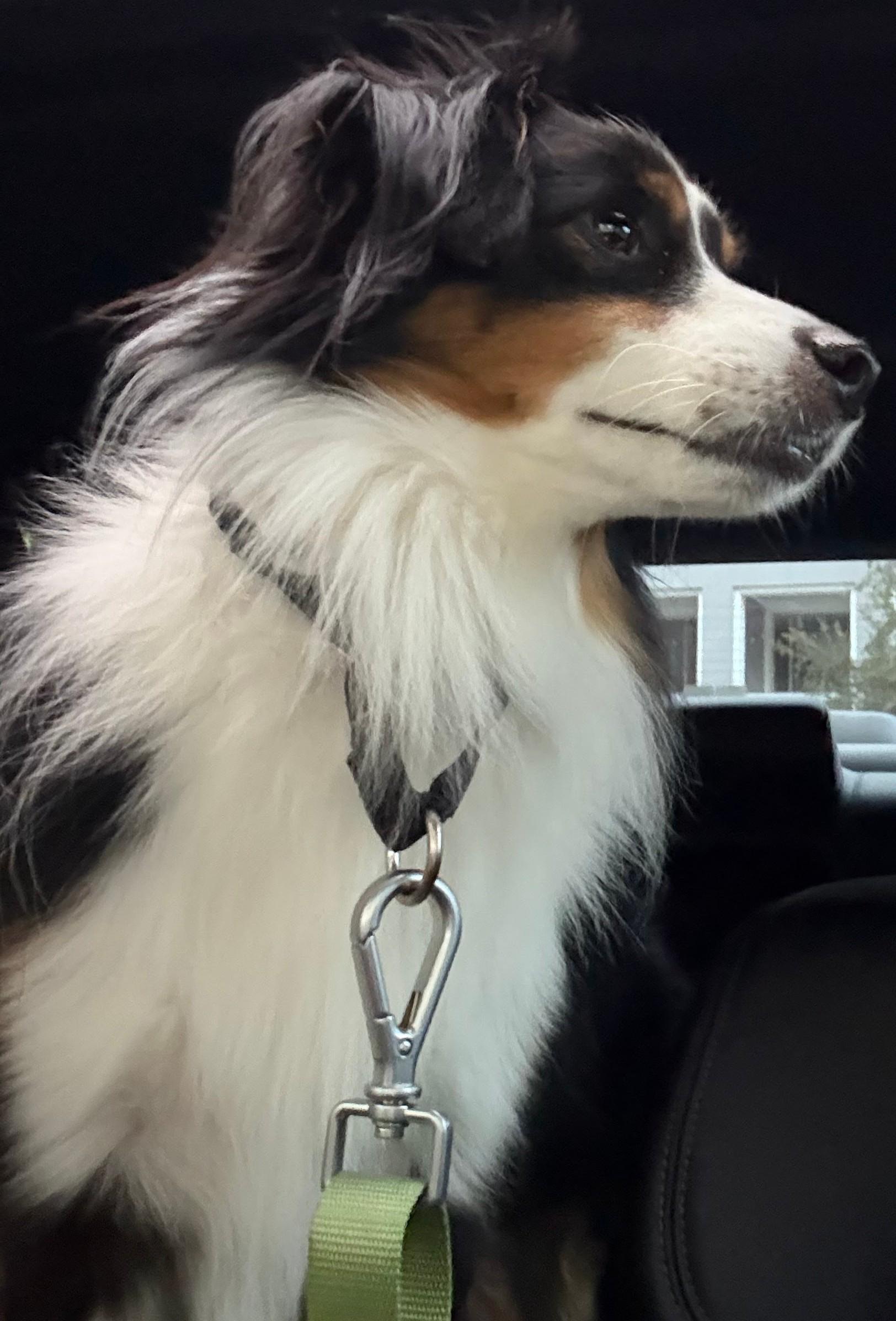 Enlarge Hopper - TRAINED DOG, a Adoptable Australian Shepherd in Miami, FL image 2/2
