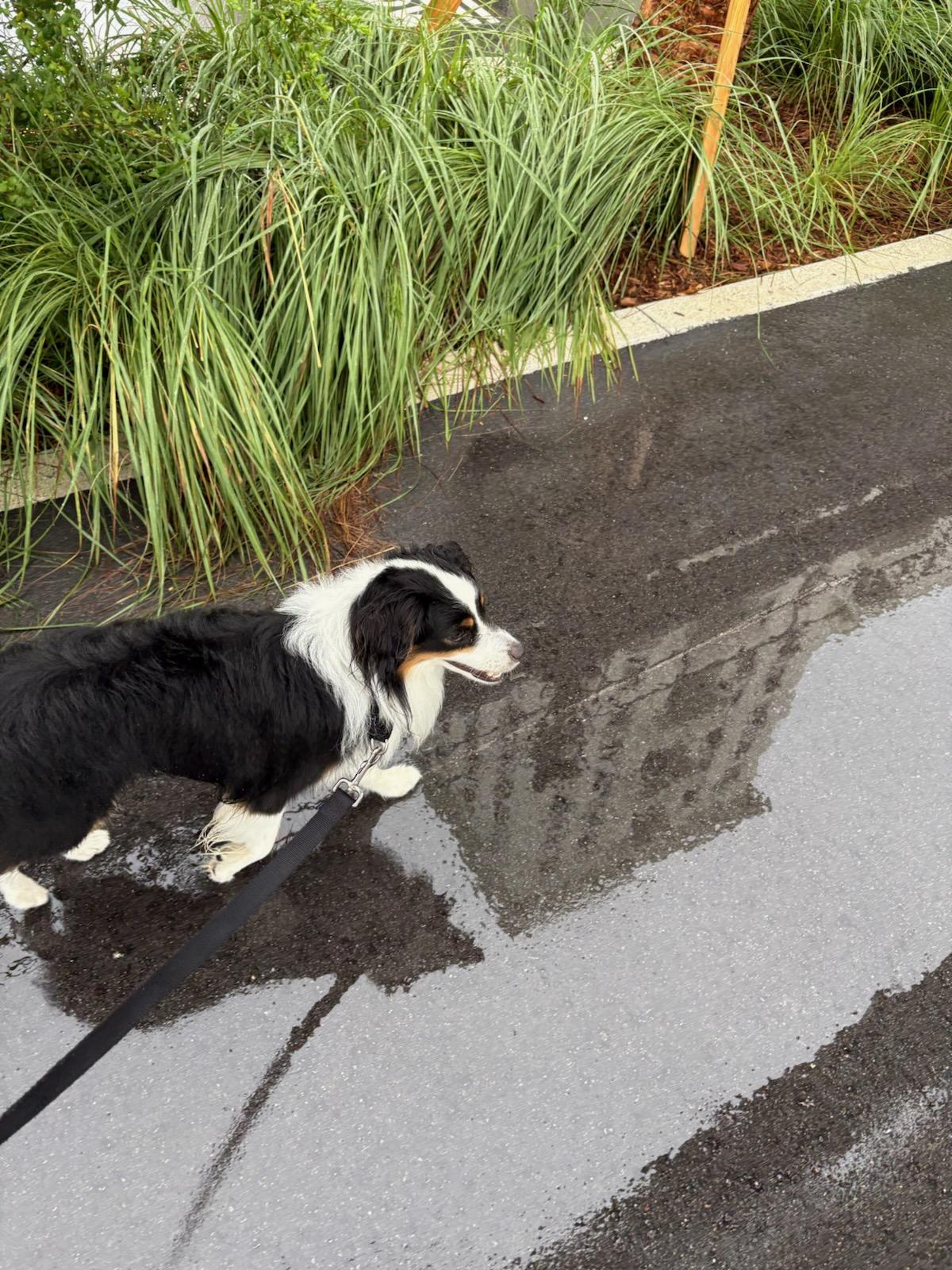 Enlarge Hopper - TRAINED DOG, a Adoptable Australian Shepherd in Miami, FL image 2/2