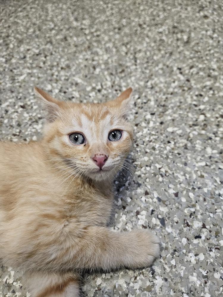 Fern, Adoptable, Kitten Male Domestic Short Hair & Domestic Short Hair.